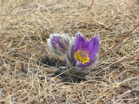 First flowers of Siberian spring
