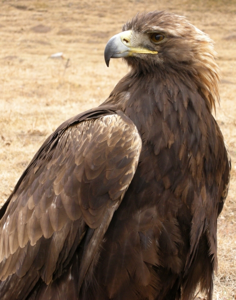 Tuman - golden eagle, 2008